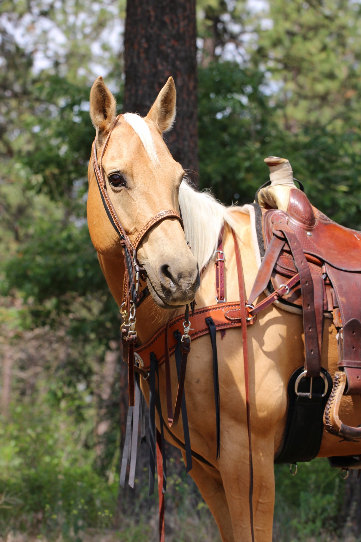 Tack Sets