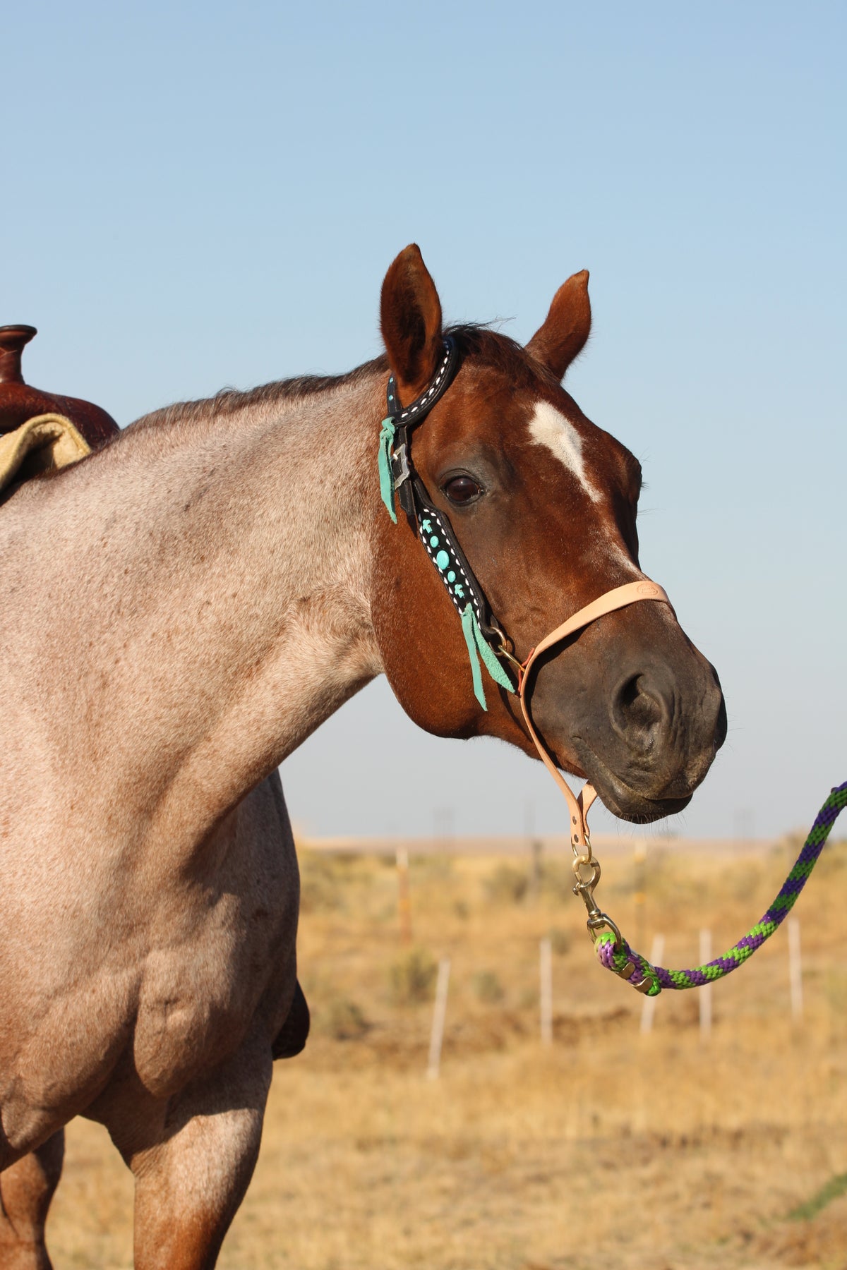 Turquoise Stone Headstall and Breastcollar