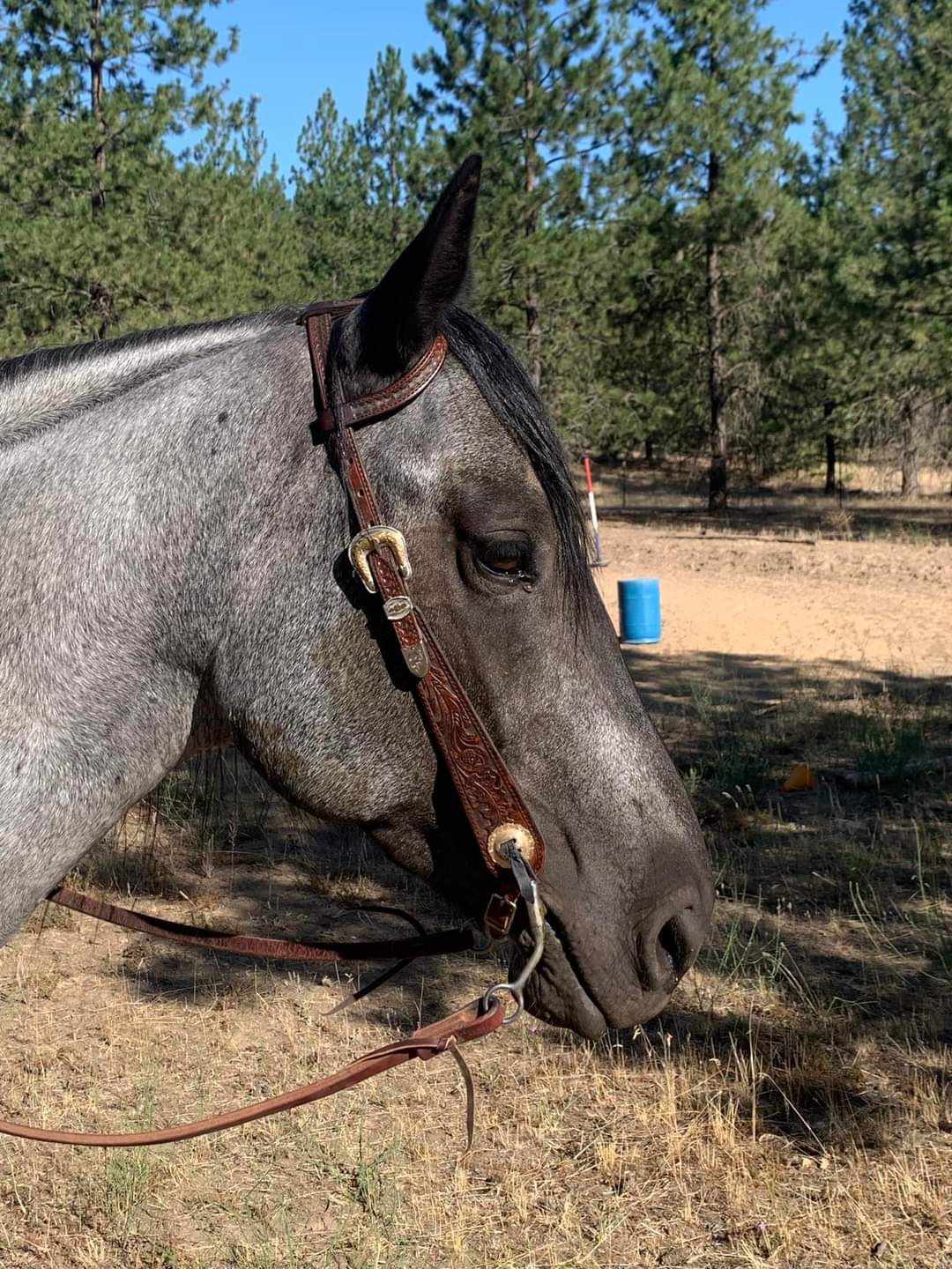 Dark Oak Tooled Headstall