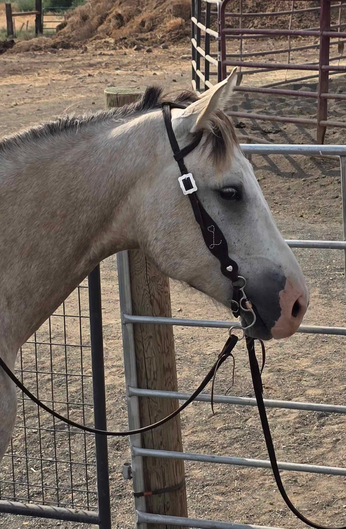 Branded One-Ear Headstall
